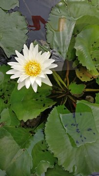 智能彩票分析